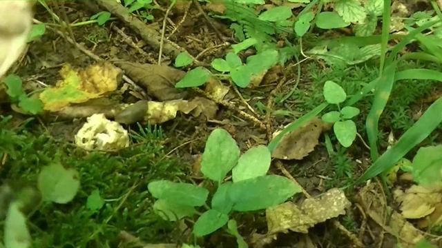 НАТУРАЛЬНОЕ средство защиты от КОМАРОВ, работает и безвредно. смотреть онлайн