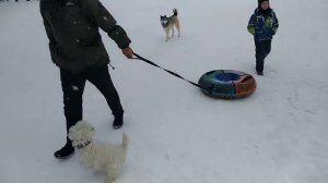 Самая храбрая собака защищает хозяина