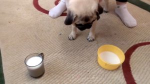 Соревнование с мопсом / Мопс играет с мячиком