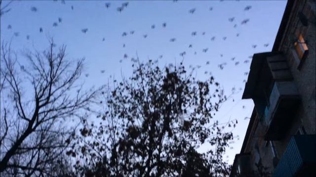 Как я ездила в родной город Георгиевск. Часть бесконечность. 2017 смотреть онлайн