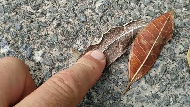 please id Fig / Ficus in Kuching / Borneo смотреть онлайн