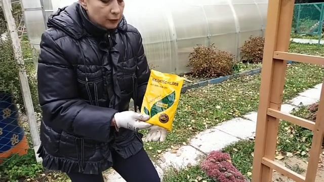 Обзоры сортов роз для сада