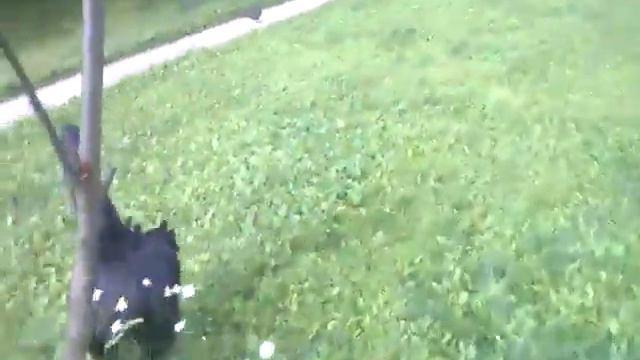Злой лебедь нападает на человека!!! смотреть онлайн