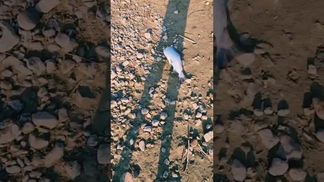 Ловля кижуча на воблер 70 мм (14 гр) от Mr. Musurok