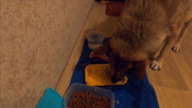 Шарик✽ Снег в Лазаревском 19.01.2021