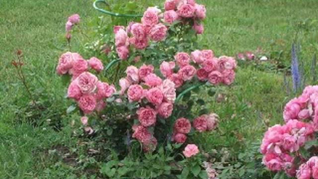 Роза флорибунда[Rose floribunda] смотреть онлайн