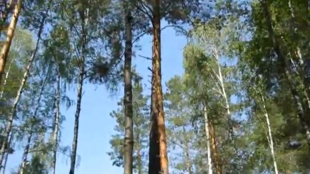 Прогулка за черникой.avi смотреть онлайн