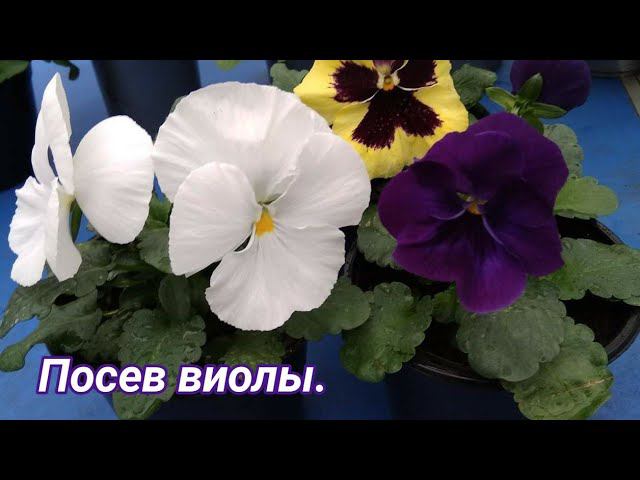 Посев виолы. смотреть онлайн
