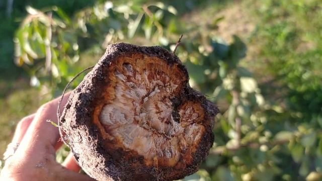 Ветром сломало четырех летнюю грушу у основания корня. Как бы отсщелкнуло. Причина? смотреть онлайн