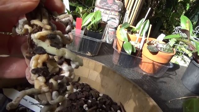 Пересадка миниатюрных орхидей. Саркохилис и Сартилис. Sarcochilus and Sartylis orchids. смотреть онлайн