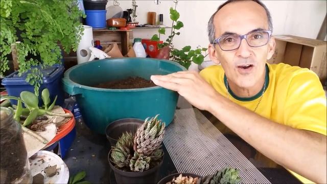 SUCULENTAS, EU AMO (Haworthia reinwardtii var brevicula) - PARTE 7 смотреть онлайн