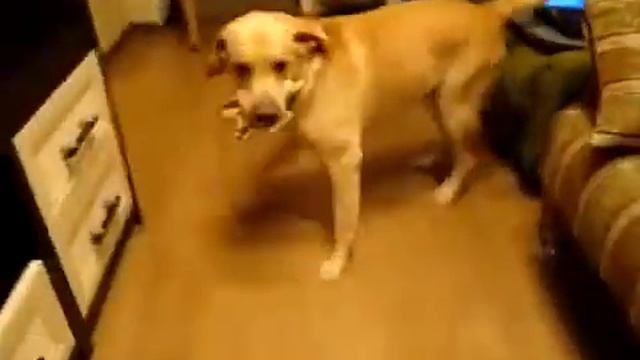 Собака чечеточник смотреть онлайн