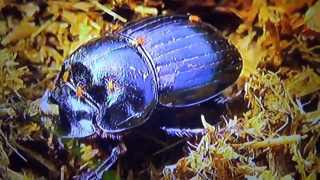 БИОСФЕРА: 52. Лунный Копр (Copris Lunaris)