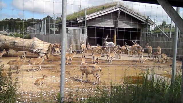 Tallinn ZOO! смотреть онлайн