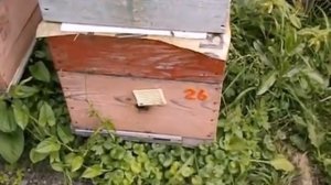 ответы на вопросы  - про моль в ульях, как бороться и почему моль в ульях заводится