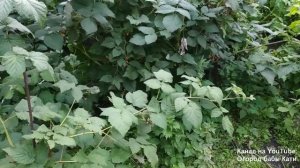 Почему в малине черви и ягоды корявые? Методы борьбы.