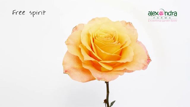 Free Spirit Garden Rose Timelapse смотреть онлайн