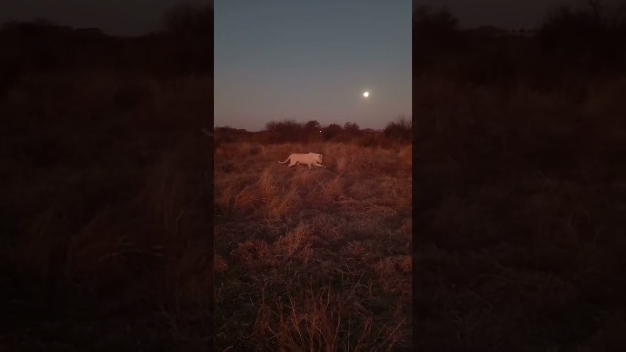 Несерьёзная львичка Мия. Not very serious lioness Mia. смотреть онлайн
