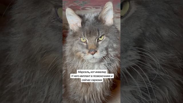 Знаете его историю? Или надо рассказать? Напишите. #кошки #мейнкуны смотреть онлайн