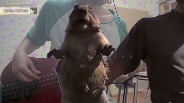 ШОК!! бобер перепел группу альянс! на заре! смотреть онлайн
