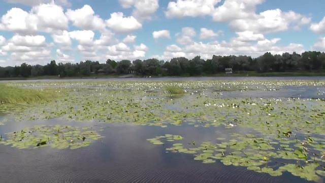 ВОДЯНАЯ ЛИЛИЯ — КОРОЛЕВА ВОДОЕМОВ