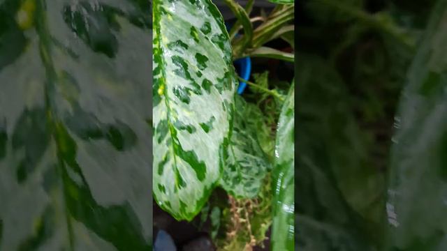 Аглаонема Peacock