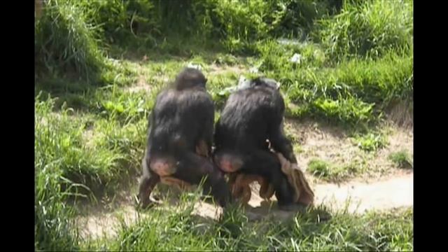 Awesome Monkey Compilation смотреть онлайн