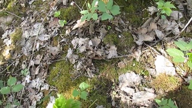 Сныть. Смузи со снытью смотреть онлайн