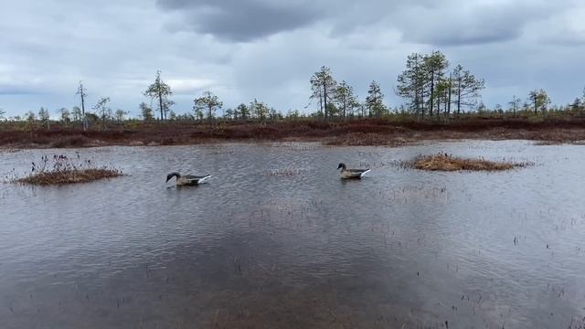 Охота на гуся 2023 на болоте, гуси садятся в чучела