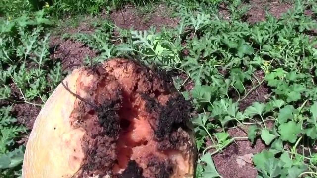 CANTALOUPE PROBLEM AND GARDEN TIPS