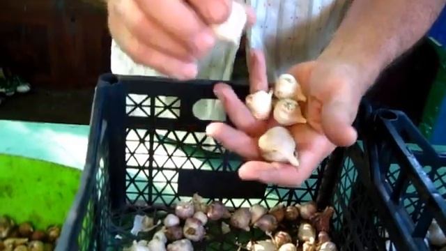 ЧЕСНОК сушим для хранения до ПОСАДКИ смотреть онлайн