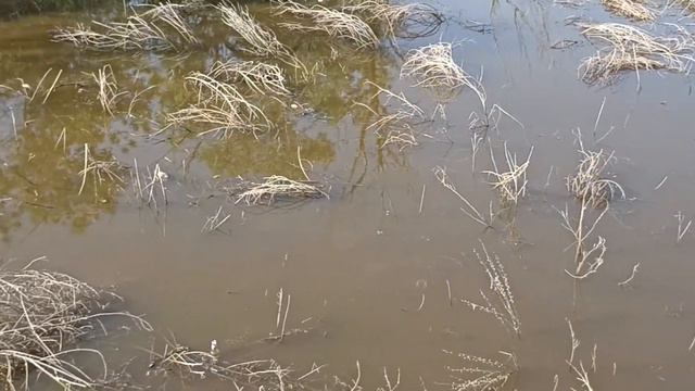 Река Барсовка станица Кочетовская Семикаракорского района. Дохлая рыба. смотреть онлайн