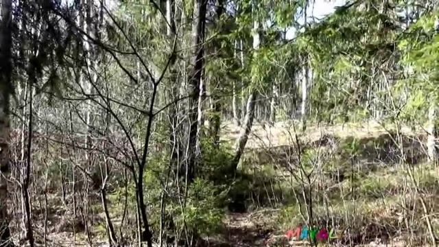 Первые весенние съедобные грибы Саркосцифы. смотреть онлайн