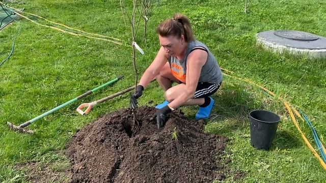 Лучший способ высаживания кустарных растений и плодовых деревьев! На Северо - Западе! смотреть онлайн