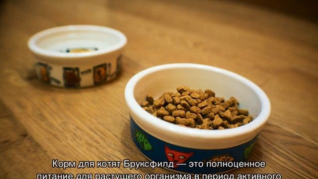 Бруксфилд (корм для кошек): описание и состав смотреть онлайн