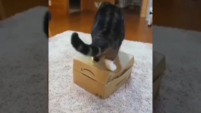 Замуровали демоны?? #shorts #кот #животные #animals #cat смотреть онлайн