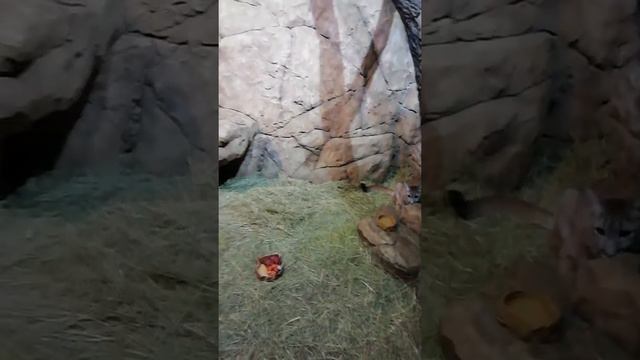 Романтики с большой дороги смотреть онлайн