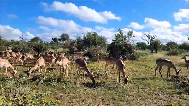 Africa. Antelope - Африка. Антилопа