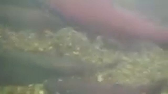 Chinook salmon on the Salcha River, Alaska, 2015 - video credit: Cal Skaugstad, ADFG Sport Fish смотреть онлайн