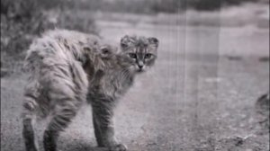 Бедные бездомные кошки Бездомным кошкам и котам посвящается  Homeless cats