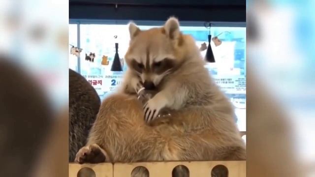 прикольный енот смотреть онлайн