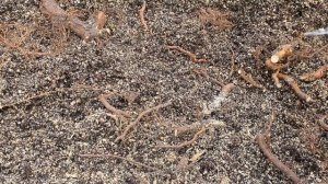 Размножение малины корневыми отпрысками.