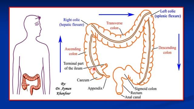 8. Digestive System