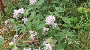 Дейція Монт Роуз