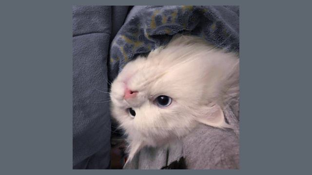 кис кис - фарш (speed up) смотреть онлайн