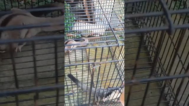 Familly Sugar Glider #sugarglider #animals #shorts #short смотреть онлайн