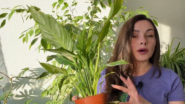 The Houseplant HACK That Plant Stores DON'T Want You to Know | Peace lily смотреть онлайн