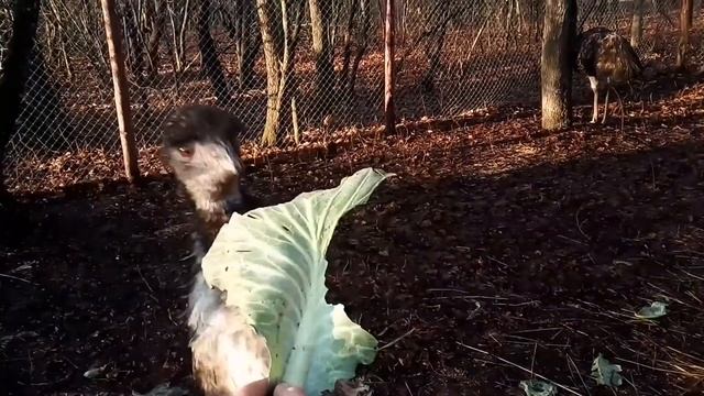 Степка - Австралийский страус Эму смотреть онлайн