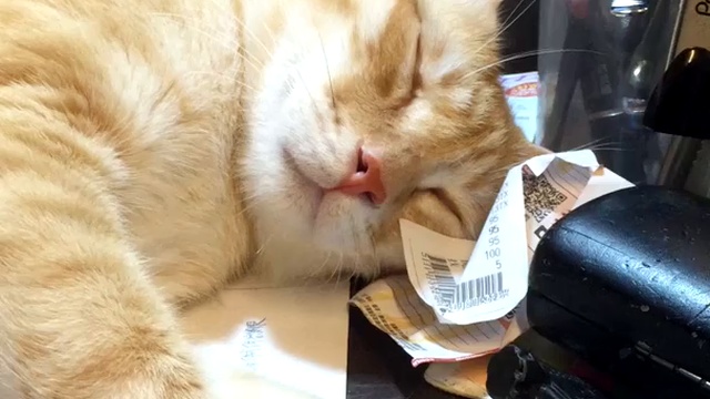 Лучший будильник для котика смотреть онлайн