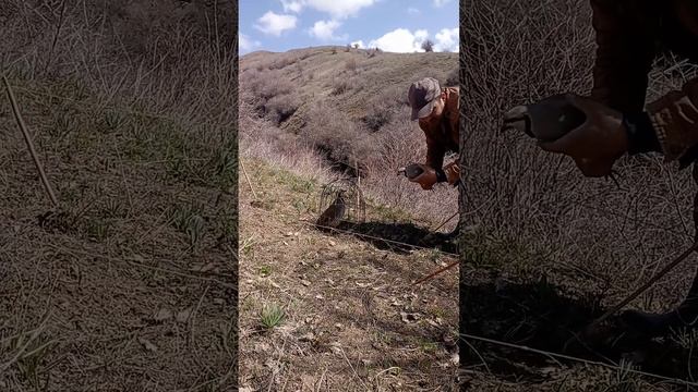 шикори роги бача смотреть онлайн